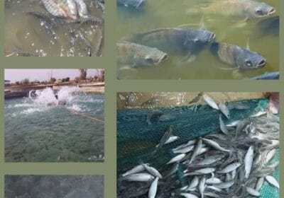 SmartSelect_٢٠٢٥٠١١٩_٢٠٢٥٣١_Facebook