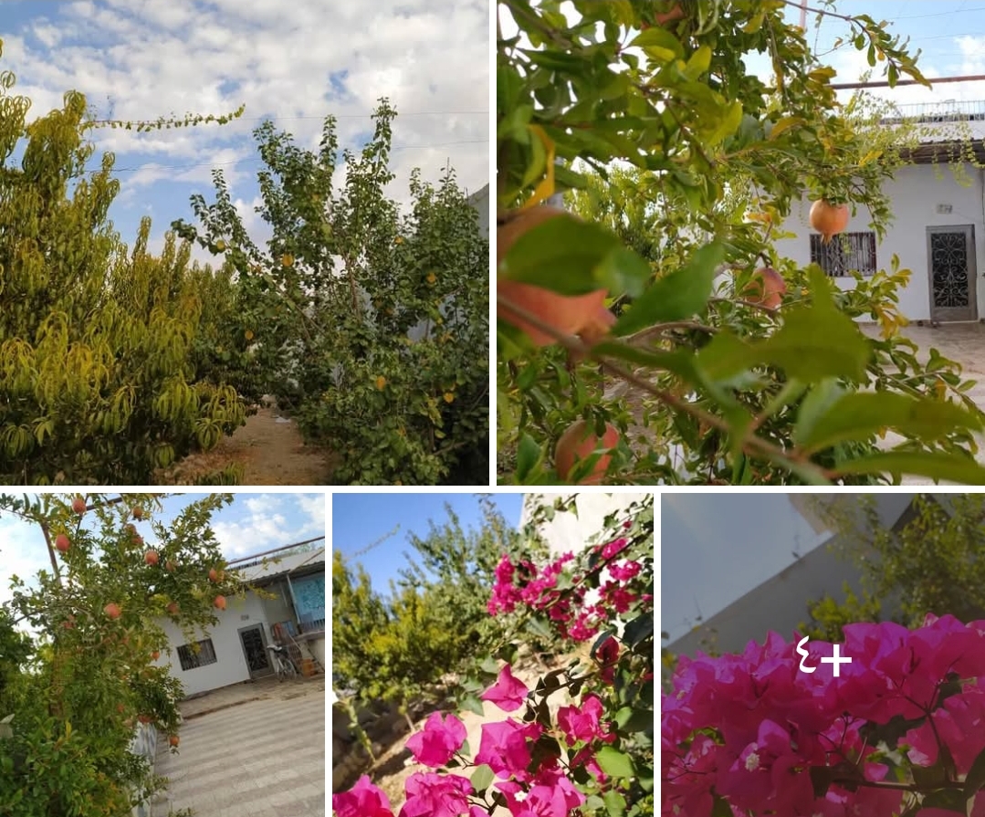 مزرعه للبيع